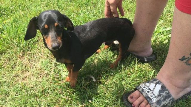 A small dachschund named Rocco stands by a man in sandals