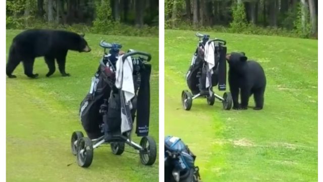 bear crashes golf game in alaska