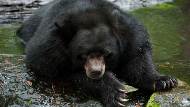 black bear at zoo