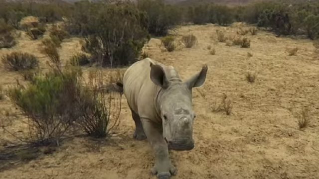 baby rhino goes for a walk