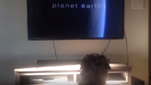 dog loves watching planet earth