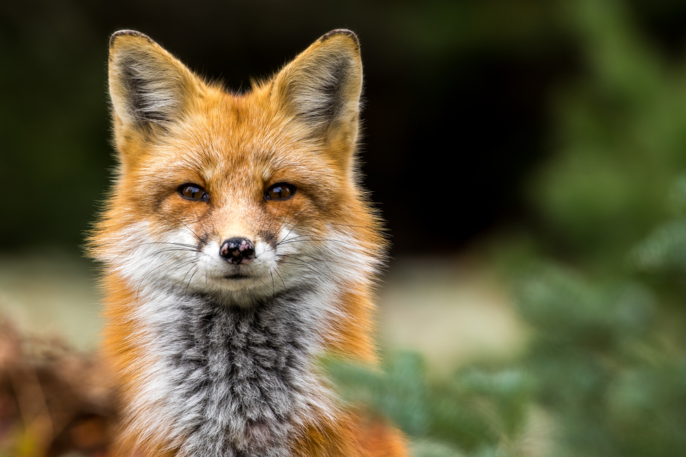 Fox Weather App Download