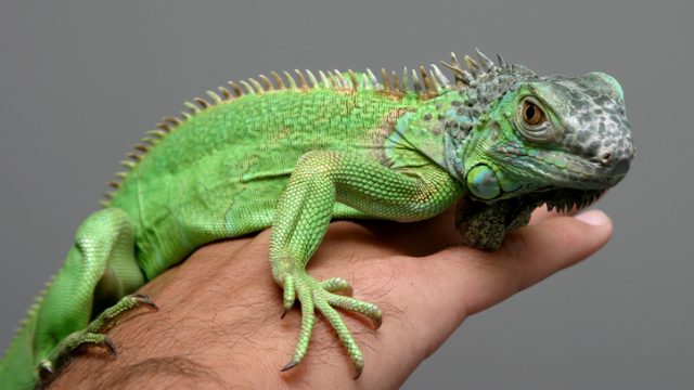 iguana