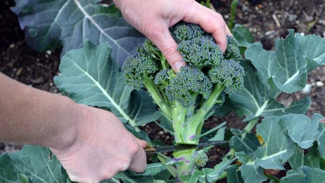 broccoli