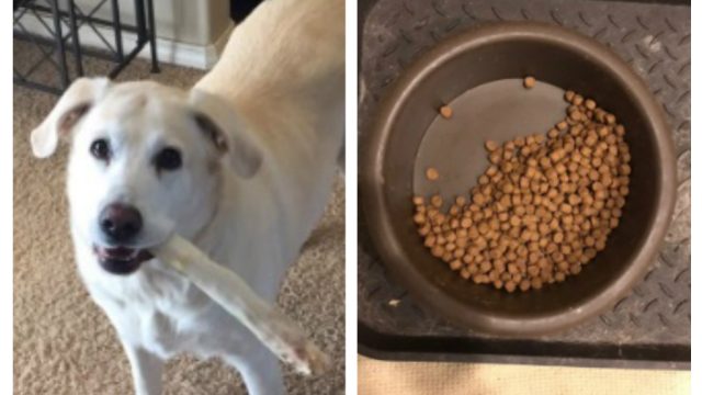 dog leaves food in bowl