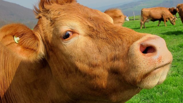 brown-cow-mammal-animal
