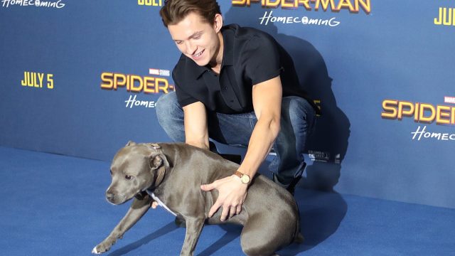 tom holland