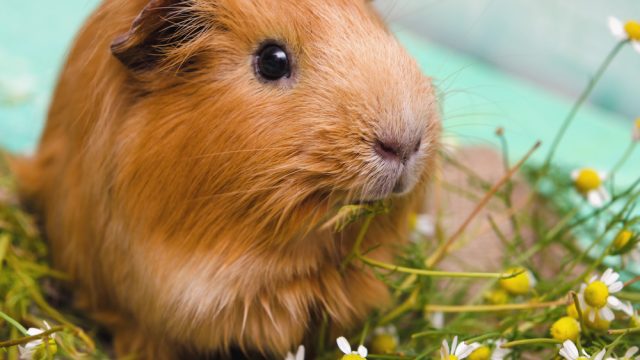 guinea_pig