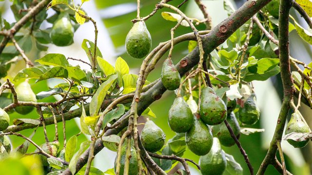 TEGALLALANG, BALI, INDONESIA - JANUARY 03: A avocado tree inside the Pulina Coffee Plantation on January 03, 2016 in Tegallalang, Bali, Indonesia. (Photo by Isa Foltin/Getty Images)