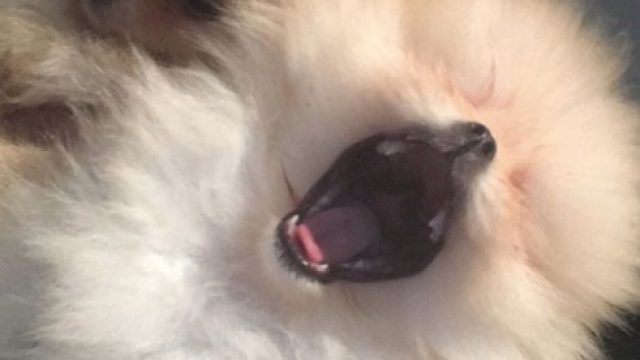 Kim and Kourtney Kardashian's new pomeranians