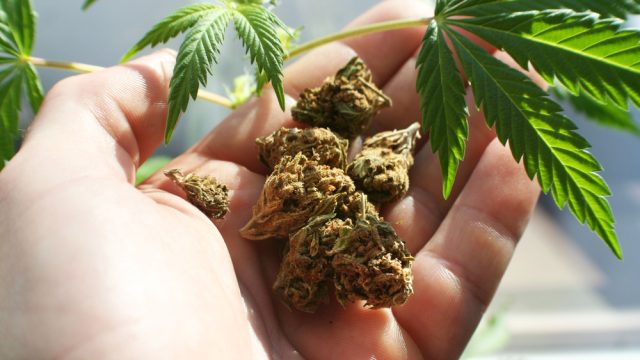 Hand holding marijuana