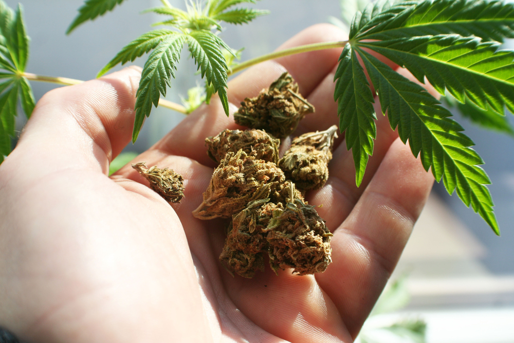 Does Weed Help with Menstrual Cramps?