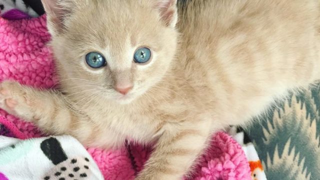 Chloe the kitten