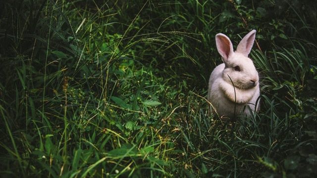 White bunny in green grass