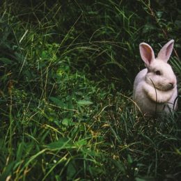 White bunny in green grass