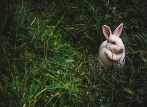 White bunny in green grass