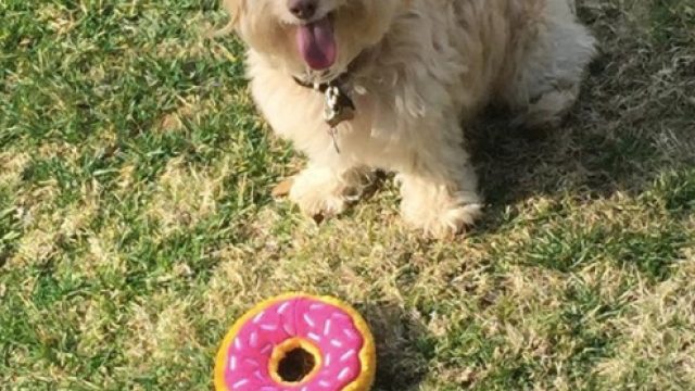 Lena's dog Lamby
