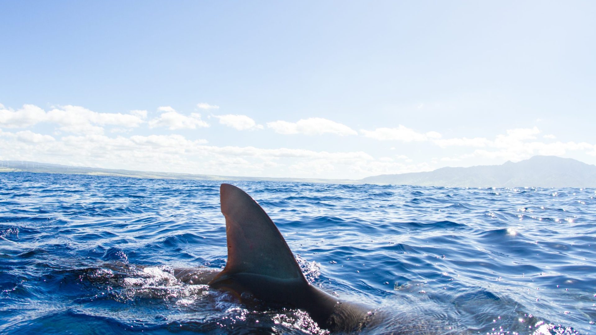 Here's the truth about whether sharks can smell your period blood