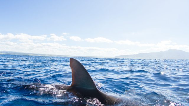 Image of shark fin