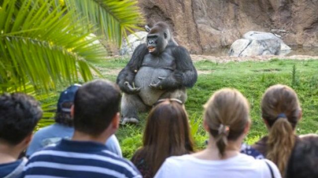 gorilla