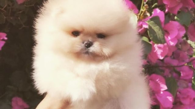 pomeranian-puppy