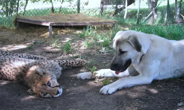 Cheetahs and support sales dogs