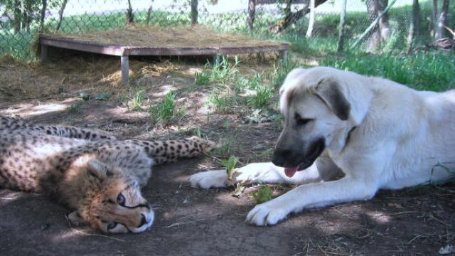 Cheetah with a support dog for anxiety.