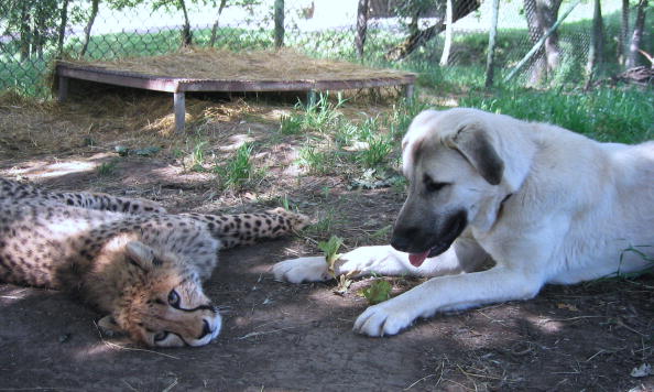 how dogs are helping cheetahs