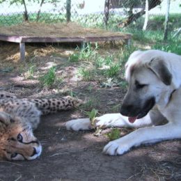 Cheetah with a support dog for anxiety.