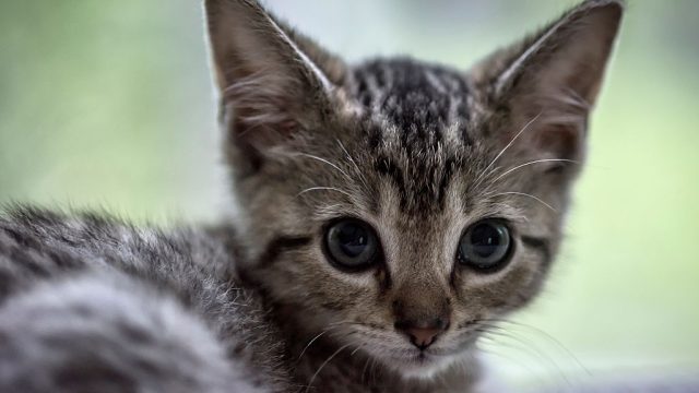 Adorable tabby kitten portrait.