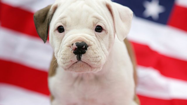4th of July pet