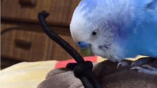 Parakeet making friends