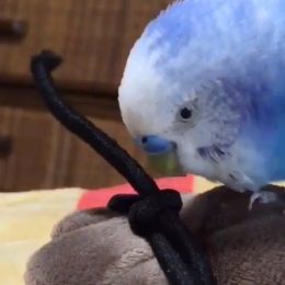 Parakeet making friends