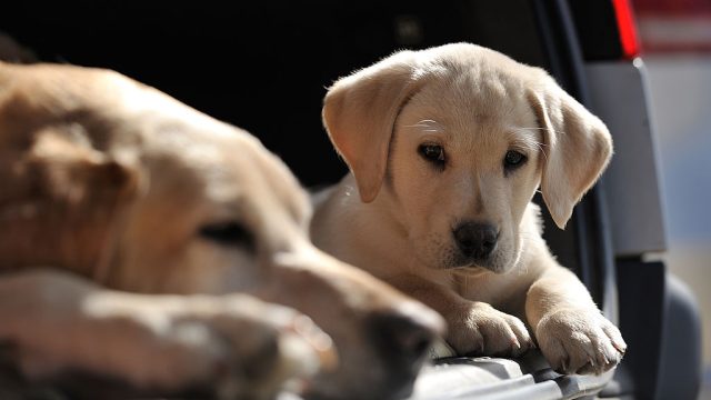 Portrait of a Labrador Retriever puppy and mother resting in the boot of a car, taken on March 29, 2012.