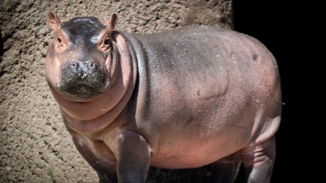 Fiona the baby hippo from the Cincinnati Zoo