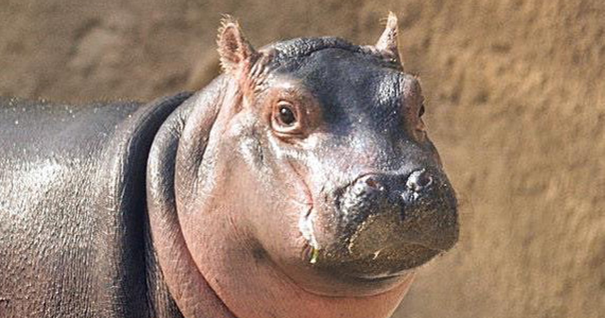 Fiona the baby hippo was reunited with her mom and dad, and no, YOU'RE ...