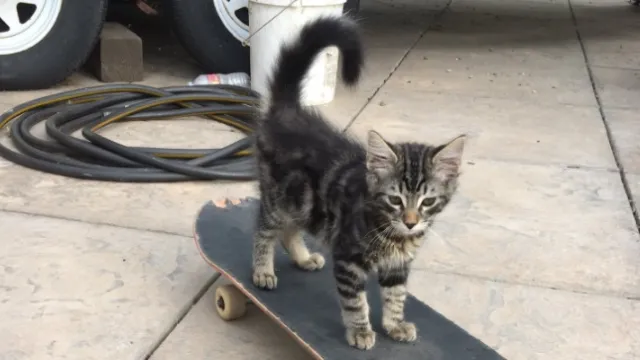 skateboarding-cat