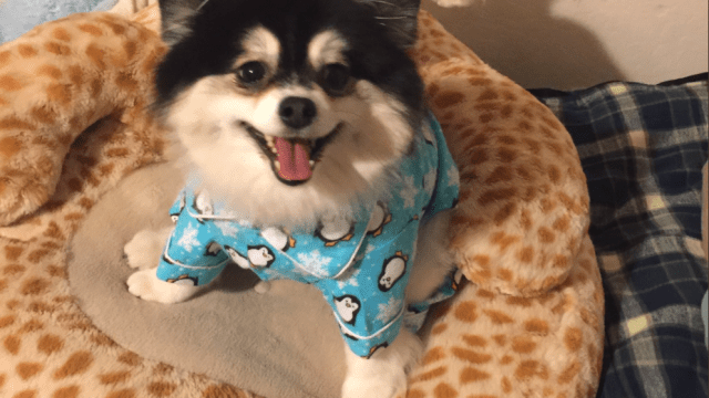 Pepper the Pommeranian