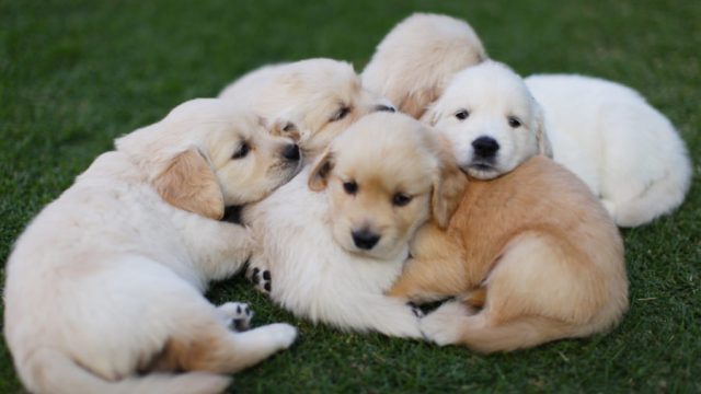 puppies