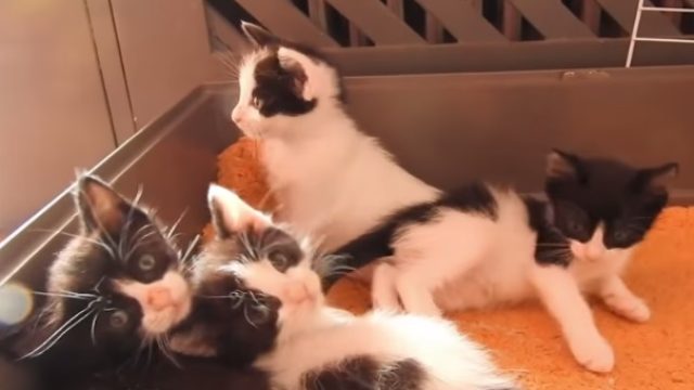 abandoned-kittens
