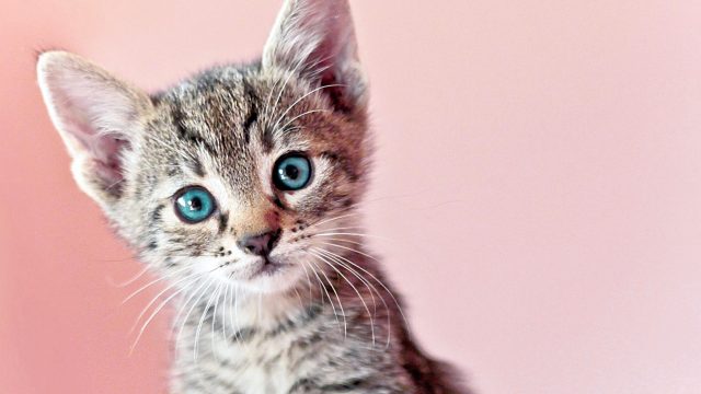 Kitten