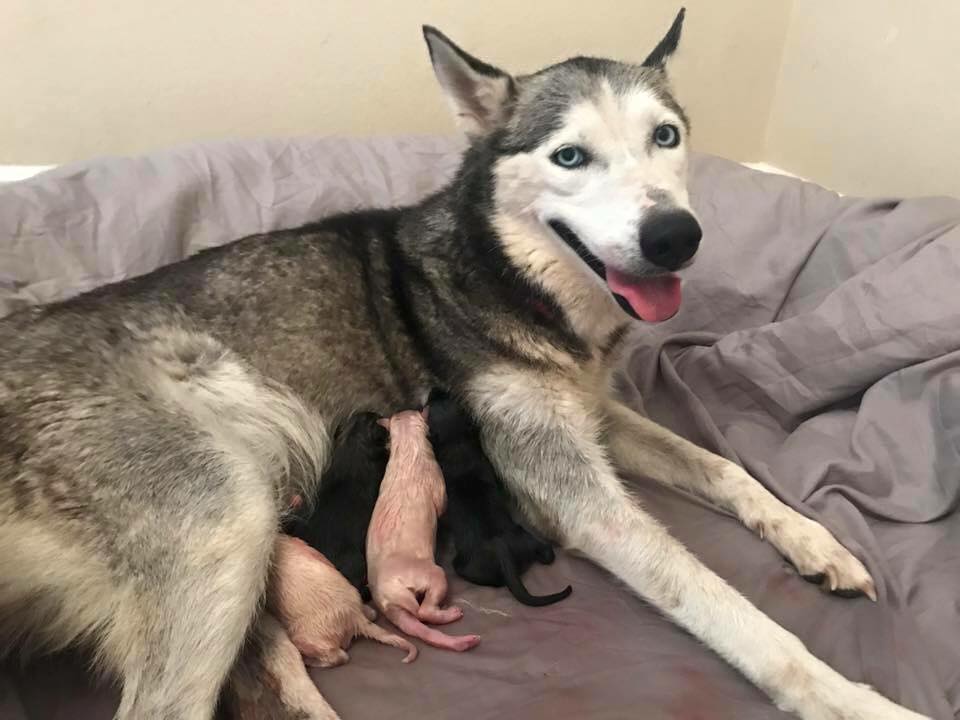 how do you know when a husky is pregnant