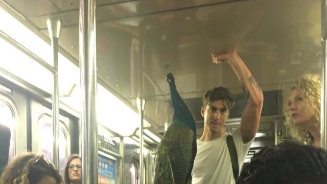 NYC subway peacock