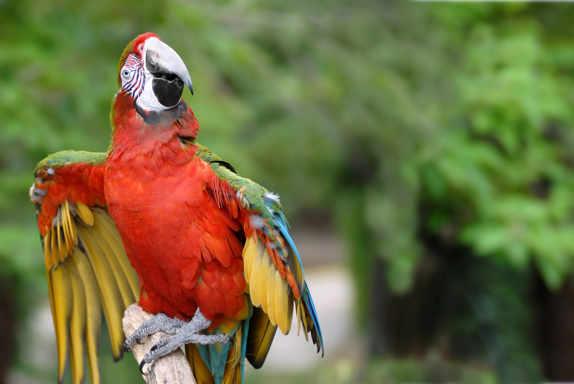 parrot in aladdin film