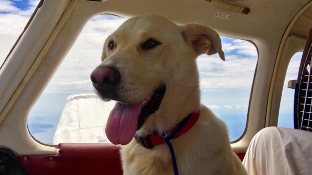 smiling-dog