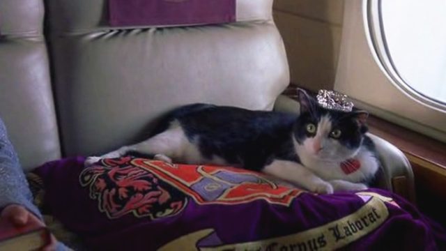 Picture of The Princess Diaries Fat Louie