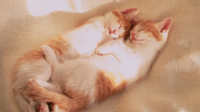 Cats sleeping