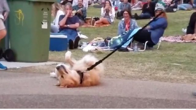 dog-park