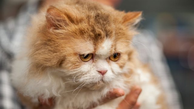 selkirk-rex
