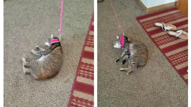 cat-refuses-walk-harness